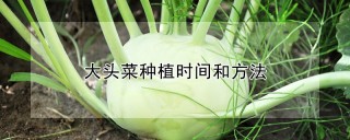 大头菜种植时间和方法,第1图