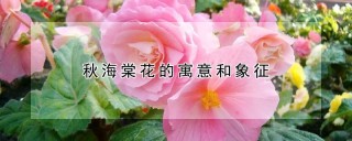 秋海棠花的寓意和象征,第1图