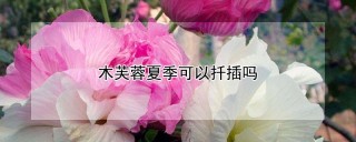 木芙蓉夏季可以扦插吗,第1图