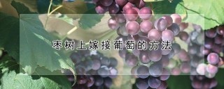 枣树上嫁接葡萄的方法,第1图