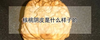 核桃阴皮是什么样子的,第1图