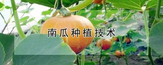 南瓜种植技术,第1图