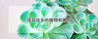 莲花状多肉植物有哪些,第1图