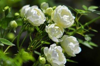 木香花怎么搭架,第3图