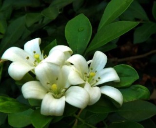 九里香花香的味道对人体有害吗，有害/导致头晕、胸闷,第1图