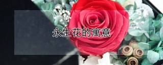 永生花的寓意,第1图