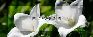 白色桔梗花语,第1图