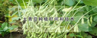 大青豆种植时间和技术,第1图