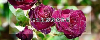 15支红玫瑰的花语,第1图