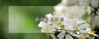 小众花及花语,第1图