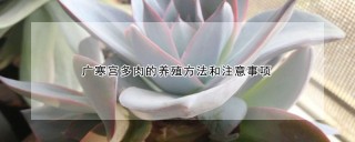 广寒宫多肉的养殖方法和注意事项,第1图