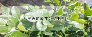 九里香能放在卧室里养吗,第1图