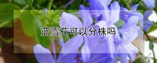 蓝雪花可以分株吗,第1图