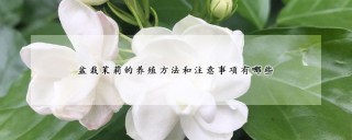 盆栽茉莉的养殖方法和注意事项有哪些,第1图