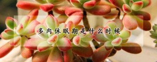 多肉休眠期是什么时候,第1图