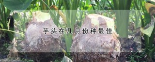 芋头在几月份种最佳,第1图