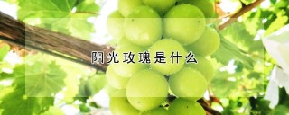 阳光玫瑰是什么,第1图