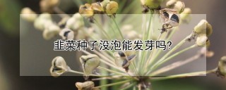 韭菜种子没泡能发芽吗?,第1图