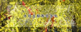 水培龙柳寿命多长,第1图