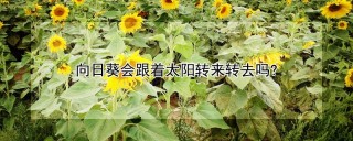 向日葵会跟着太阳转来转去吗?,第1图