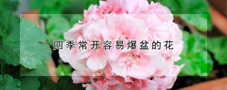 四季常开容易爆盆的花,第1图