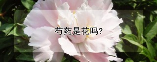 芍药是花吗?,第1图