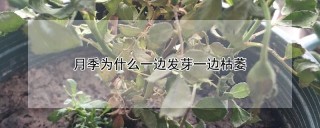 月季为什么一边发芽一边枯萎,第1图