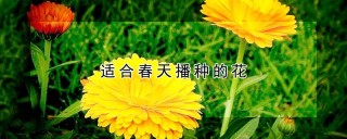 适合春天播种的花,第1图