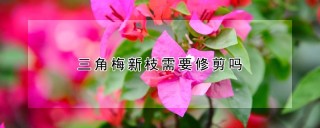 三角梅新枝需要修剪吗,第1图