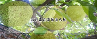 菠萝蜜在家该怎么种,第1图