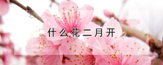 什么花二月开,第1图