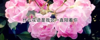 什么花语是我会一直陪着你,第1图