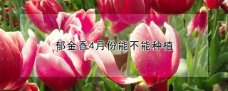 郁金香4月份能不能种植,第1图