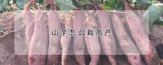 山芋怎么栽高产,第1图