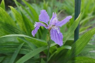 紫色鸢尾花花语,第3图