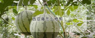 西瓜藤怎么修剪,第1图