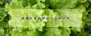 玻璃生菜的种植方法和时间,第1图