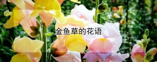 金鱼草的花语,第1图