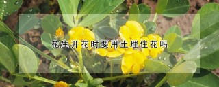 花生开花时要用土埋住花吗,第1图