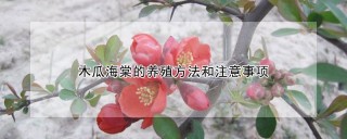 木瓜海棠的养殖方法和注意事项,第1图