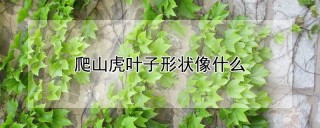 爬山虎叶子形状像什么,第1图