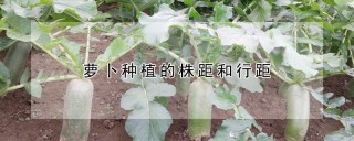 萝卜种植的株距和行距,第1图