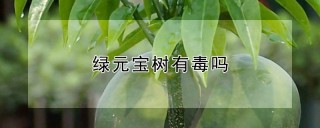 绿元宝树有毒吗,第1图