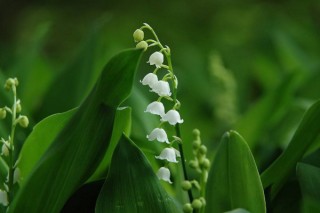 铃兰花的开花时间,第3图