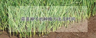 蒜苗种子的种植方法及时间,第1图