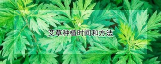 艾草种植时间和方法,第1图