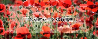 不含花的花卉名称有哪些,第1图