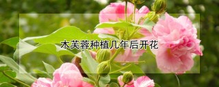 木芙蓉种植几年后开花,第1图