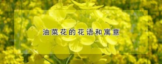 油菜花的花语和寓意,第1图