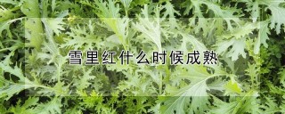 雪里红什么时候成熟,第1图